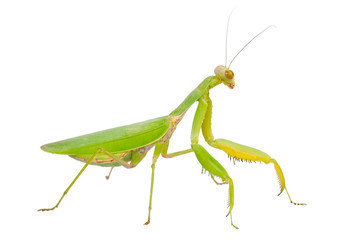 Green mantis