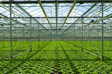 commercial greenhouse