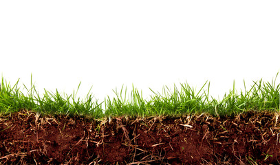 Fresh spring green grass with soil isolated on white background.