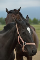 Fototapeta premium horse