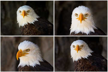 Portrait of a bald eagle