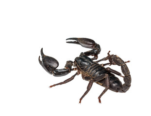 Asian giant forest scorpion (Heterometrus laoticus)