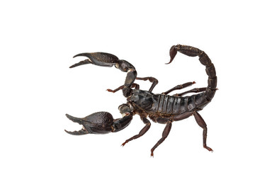 Asian giant forest scorpion (Heterometrus laoticus)