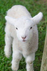 A white cute lamb on green grass