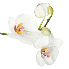 Naklejka na ściany i meble Biała orchidea na białym tle.