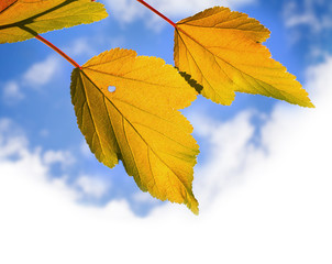 Fototapeta na wymiar Yellow autumnal leaves above bright cloudy sky background
