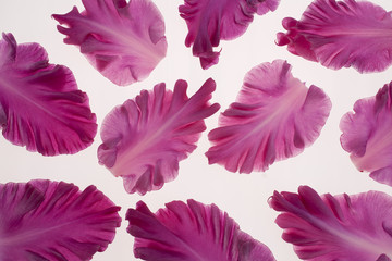 gladiolus petals