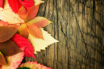 Autumn leaves