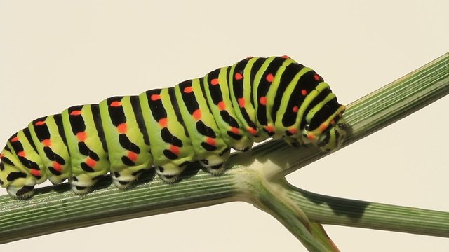 Schwalbenschwanzraupe auf Dillst&auml;ngel
