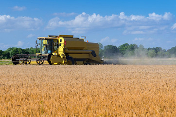 Obraz premium Yellow combine harvester on wheat field