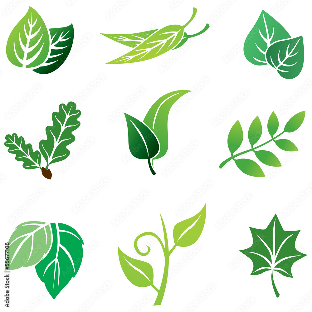 Wall mural Color leaves set