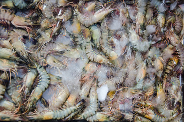 Shrimp in cold water and ice
