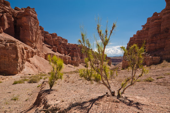 Desert plant shrub saxaul (haloxylon) growing among rocks