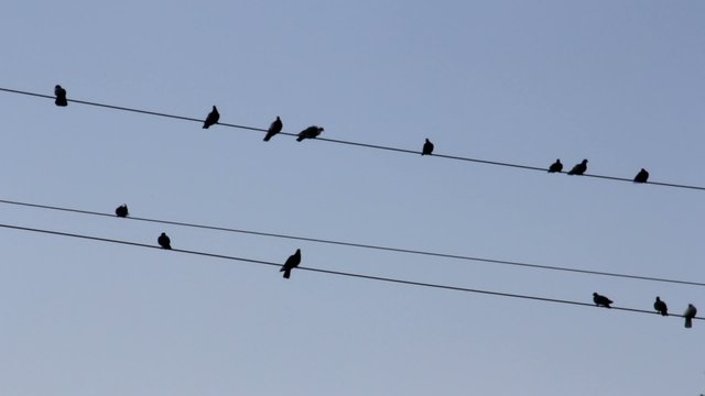 Birds pigeons sitting on  wire