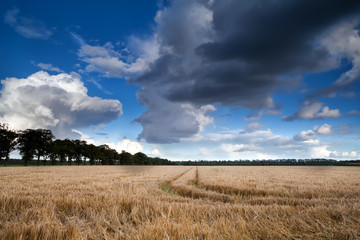 Fototapeta premium wheat field and dramatic sky