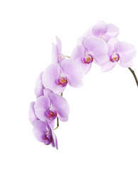 Beautiful pink orchid isolated over white background