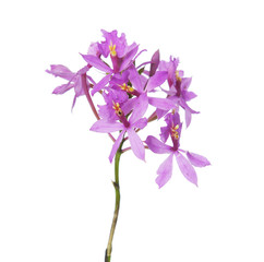 Naklejka na ściany i meble Pink streaked orchid flower