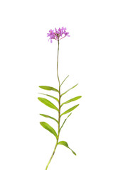 Pink orchid ( pink vanda ) isolated