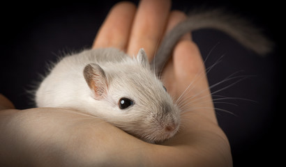 Cute mouse pet on a palm. Pet gerbil of siamese color lies in human hand over black background - obrazy, fototapety, plakaty