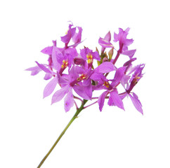 Image of orchid flower isolated