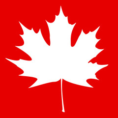 Maple Leaf White