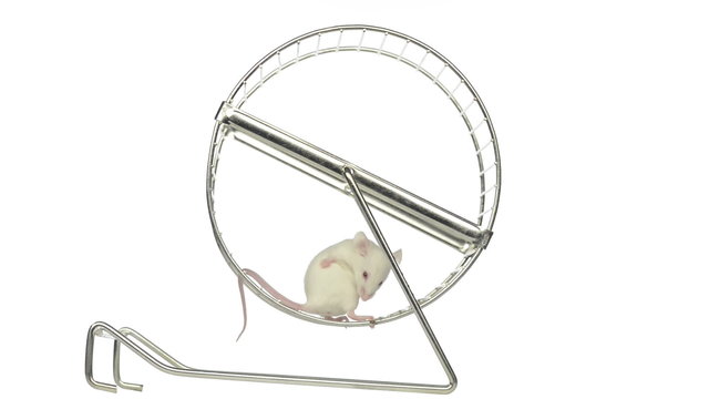 White mouse running in a running wheel