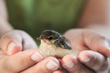 Sparrow on human hands