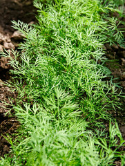 Growing dill.