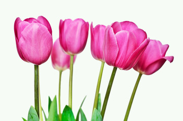 pink tulips