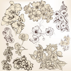 Collection of vector detailed hand drawn flowers for design