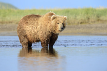 Obraz na płótnie Canvas Grizzly Bear standing in river