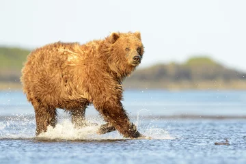 Foto op Aluminium Grizzly Bear running in water at salmon © andreanita