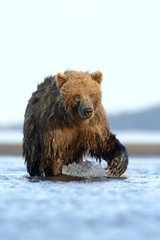 Grizzly Bear standing in water