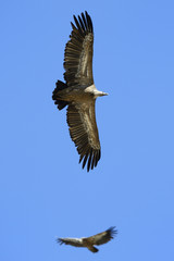 Griffon Vulture flying against sky and one in background