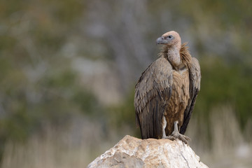 Griffon vulture standing on a rock.