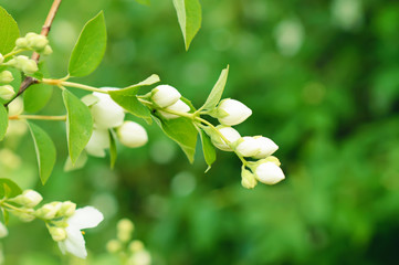 Jasmine flower