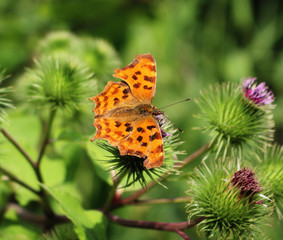 Variegated Frittalery Butterfly