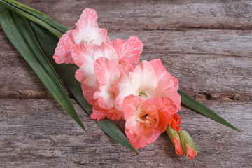 soft pink gladiolus flower on old wooden table