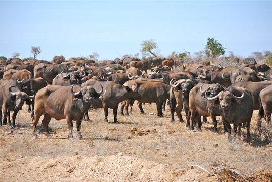 Africa - Kenya - Safari - Tsavo East National Park - Bufali