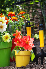 flower in pots with gardening tools