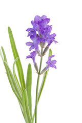lavender flower isolated on white background