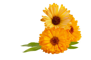 Marigold flower isolated on a white background