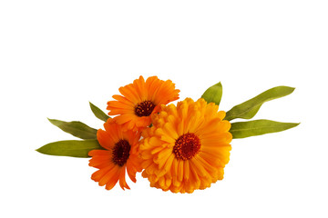 Marigold flower isolated on a white background