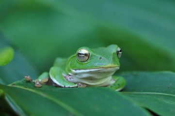 アオガエル