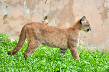 Baby Puma