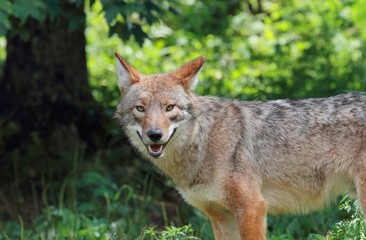 coyote en foret