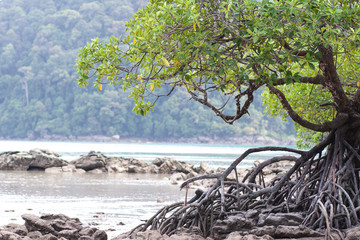 Mangrove tree