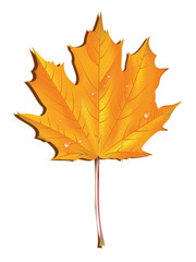 Maple autumn leaf