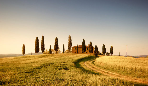 Fototapeta Campo di Grano e Cipressi, Toscana