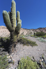 Cactus Quebrada de Humahuaca in Jujuy, Argentina.